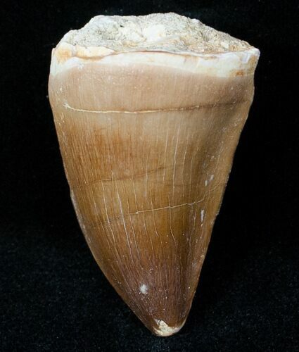 Mosasaur (Prognathodon) Tooth #12438